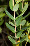 Myrtleleaf St. Johnswort